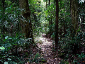 Отель Springbrook Lyrebird Retreat  Спрингбрук